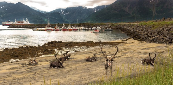 Øksfjord, Reindeer
